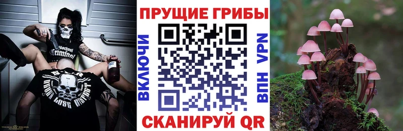 блэк спрут вход  Шагонар  Галлюциногенные грибы MAGIC MUSHROOMS 